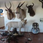 privat:-requisen-135-trofeus-d’animals-dissecats-a-platja-d’aro,-entre-els-quals-un-lleo